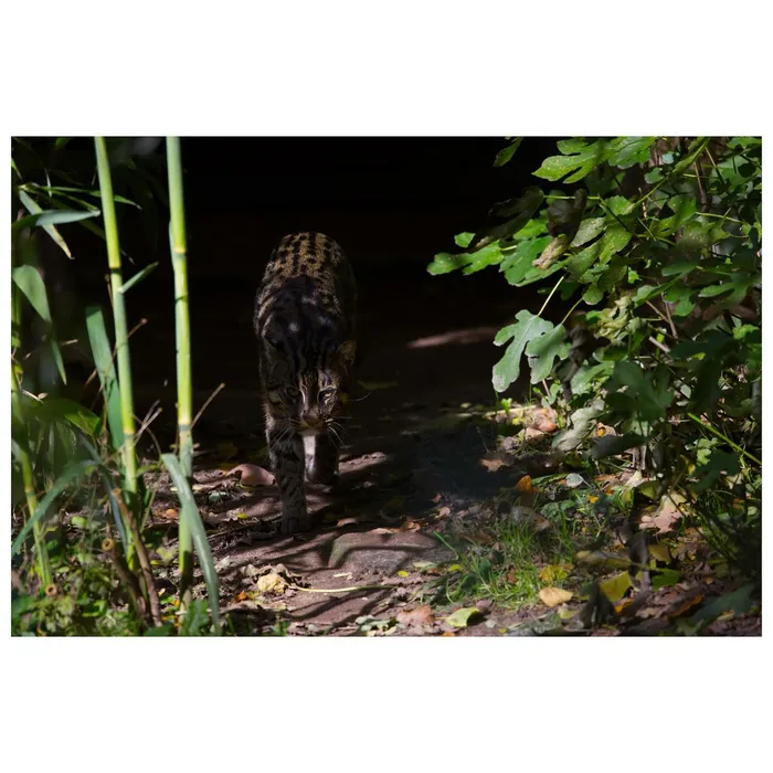 Uncaged Wilderness — photo 42